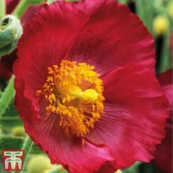 Meconopsis 'Union Jack' Collection -Flourish Flora meco4