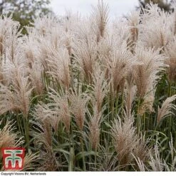 Miscanthus Sinensis 'Cute One' -Flourish Flora misc cute2