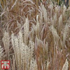 Miscanthus 'Kleine Fontane'