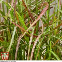 Miscanthus Sinensis 'Ruby Cute' -Flourish Flora misc ruby2