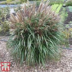 Miscanthus Sinensis 'Volcano' -Flourish Flora misc volc 2