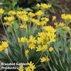 Bulb Bonanza Collection 11 Bulb Bonanza Collection -Flourish Flora moly2