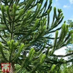 Araucaria Araucana -Flourish Flora monk3