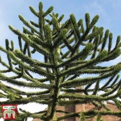 Araucaria Araucana -Flourish Flora monk4