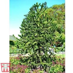 Araucaria Araucana -Flourish Flora monk6