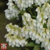 Pieris Japonica 'Mountain Fire'