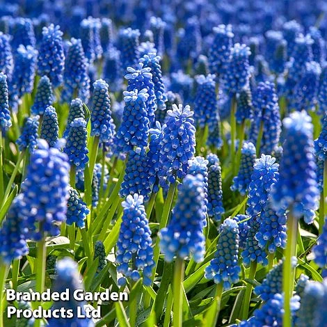 Bulb Bonanza Collection 6 Bulb Bonanza Collection - Image 6