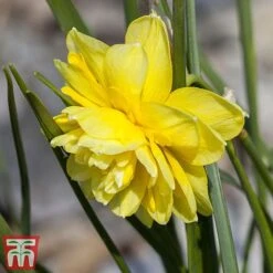 Narcissus Cornish Miniatures Collection -Flourish Flora narc penc1