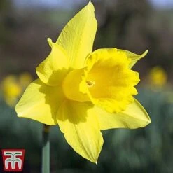 Narcissus 'Cornish Continuity Collection' -Flourish Flora narc treg1