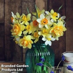 Bulb Spring Saver Collection 8 Bulb Spring Saver Collection -Flourish Flora narco