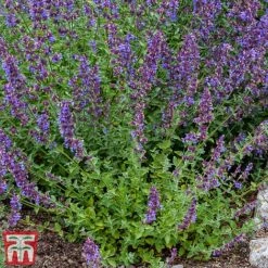 Nepeta Racemosa 'Walkers Low' -Flourish Flora nepe3