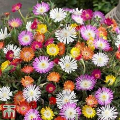Delosperma Cooperi 'Jewel Of Desert' Collection -Flourish Flora osteo2