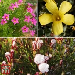 Oxalis Bulbs Collection