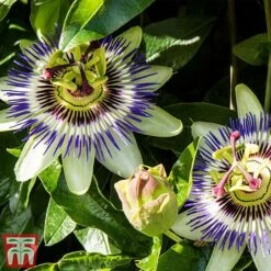 Passiflora Caerulea -Flourish Flora pass caer