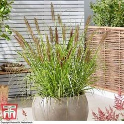 Architectural Grasses Collection -Flourish Flora penn black1