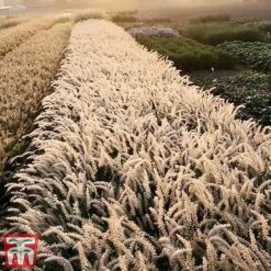 Pennisetum Orientale 'Dance With Me' -Flourish Flora penn dance