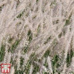 Pennisetum Orientale 'Dance With Me' -Flourish Flora penn dance5