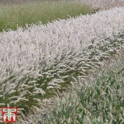 Pennisetum Orientale 'Dance With Me' -Flourish Flora penn dance7