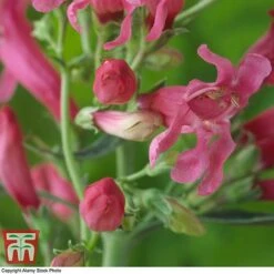 Penstemon Barbatus Var. Praecox -Flourish Flora pens2