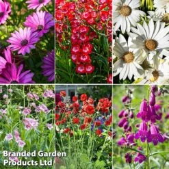 Perennial Cottage Garden Saver Pack