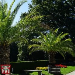 Phoenix Palm -Flourish Flora phoe can2