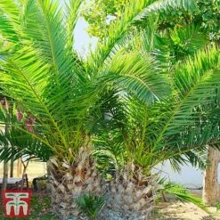 Phoenix Palm -Flourish Flora phoe can3