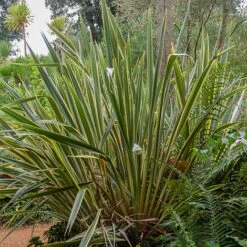 Phormium Tenax 'Variegatum' -Flourish Flora phor vari NOW1