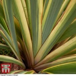 Phormium Tenax 'Variegatum' -Flourish Flora phor vari21