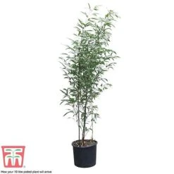 Black Bamboo -Flourish Flora phyl nigra10b