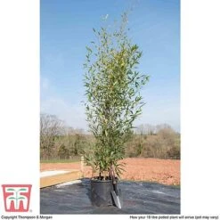 Black Bamboo -Flourish Flora phyl nigra10c