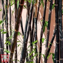 Black Bamboo -Flourish Flora phyl nigra2
