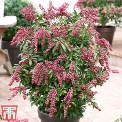 Pieris Japonica 'Passion' -Flourish Flora pier