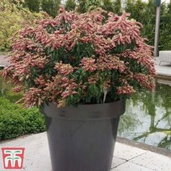 Pieris Japonica 'Passion' -Flourish Flora piers2