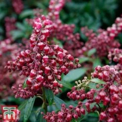 Pieris Japonica 'Passion' -Flourish Flora piers3