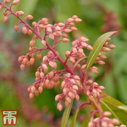 Pieris Japonica 'Passion' -Flourish Flora piers4