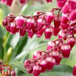 Pieris Japonica 'Passion' -Flourish Flora piersp