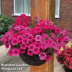 Pink Shockwave Preplanted Hanging Basket -Flourish Flora pink shock