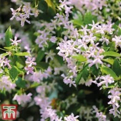 Trachelospermum 'Pink Shower' -Flourish Flora pinkstar1
