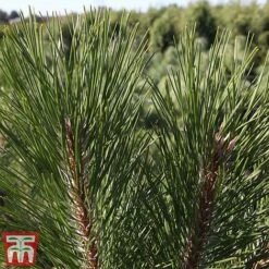 Pinus Nigra -Flourish Flora pinu nigra