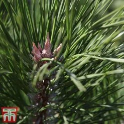 Pinus Nigra -Flourish Flora pinu nigra2