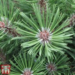 Pinus Nigra 'Pierrick Bregéon' -Flourish Flora pinu pier