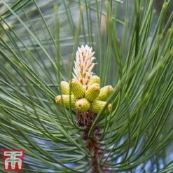 Pinus Mugo 'Varella'
