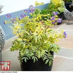 Polemonium 'Golden Feathers' -Flourish Flora pole gold2