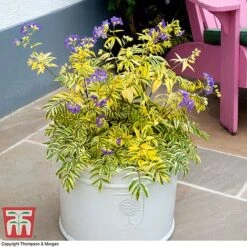 Polemonium 'Golden Feathers' -Flourish Flora pole gold4