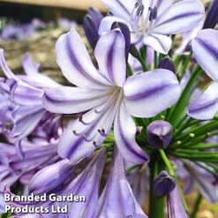 Agapanthus 'Poppin' Star' -Flourish Flora poppin st