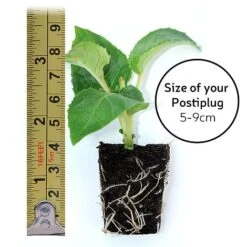 Scabious 'Kudos Collection' -Flourish Flora postiplugsize94