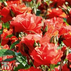 Rose 'Precious Love' (Floribunda Rose) -Flourish Flora prec