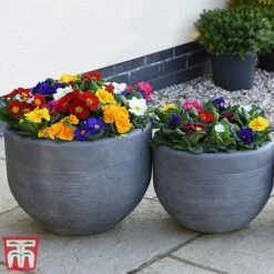 Primrose '100 Days Of Flower' -Flourish Flora prim 1001