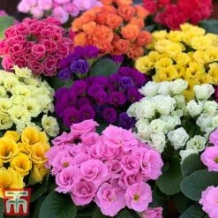 Primrose 'Primlet Tropical Mix' -Flourish Flora prim trop