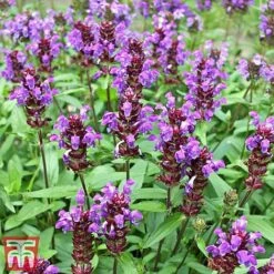 Prunella Grandiflora ‘Violet-Flowered’